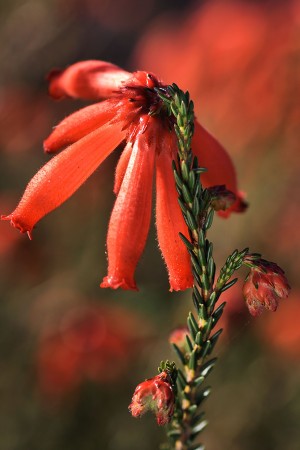 Hot Red Flower